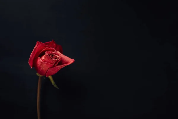 Rosa Roja Seca Sobre Fondo Negro — Foto de Stock