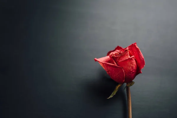 Trockene Rote Rose Auf Schwarzem Hintergrund — Stockfoto