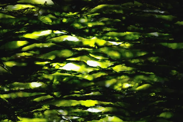 Αποξηραμένα Nori Φύκια Laminaria Φύλλα — Φωτογραφία Αρχείου