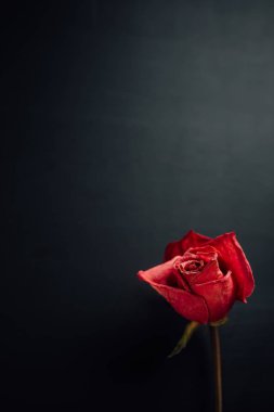 siyah arka plan üzerine kuru kırmızı gül
