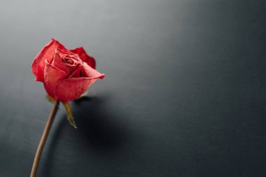 siyah arka plan üzerine kuru kırmızı gül