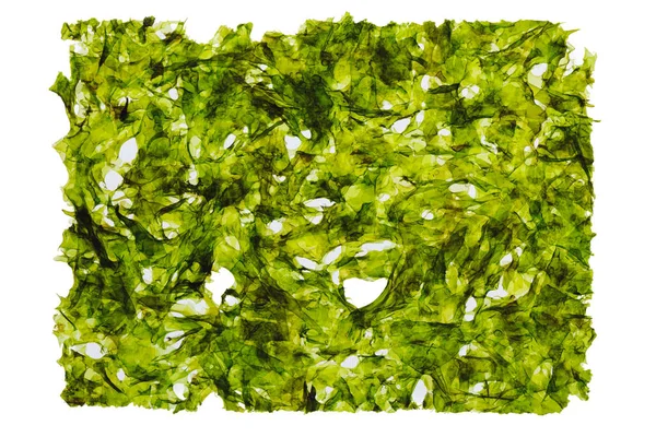 Dried Nori Seaweed Laminaria Sheet Isolated White — Stock Photo, Image