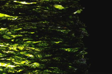 Kurutulmuş nori deniz yosunu laminarya yaprak