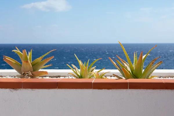 Część Balkonem Kaktusa Tle Błękitnego Morza — Zdjęcie stockowe
