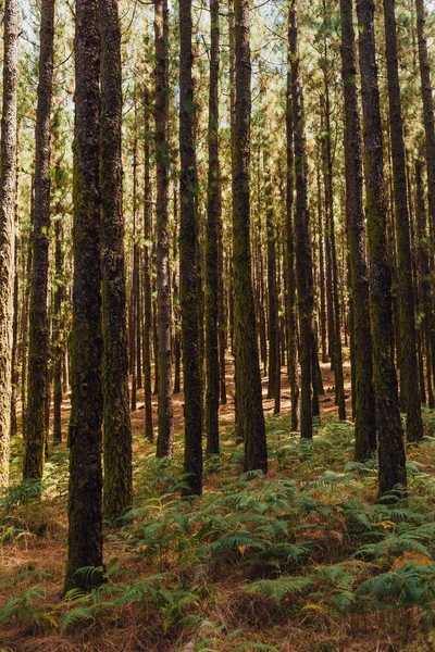 Pine Bomen Het Bos Esperanza — Stockfoto