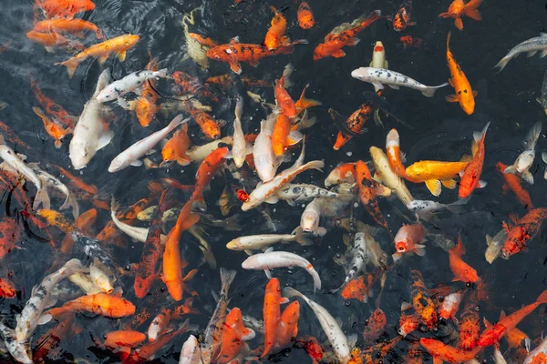 Koi Carp Fish Top View — Stock Photo, Image