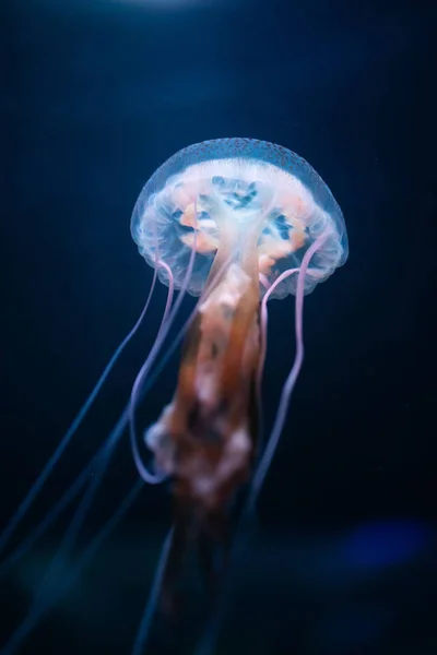 Сяюча Медуза Під Водою Вид Крупним Планом — стокове фото