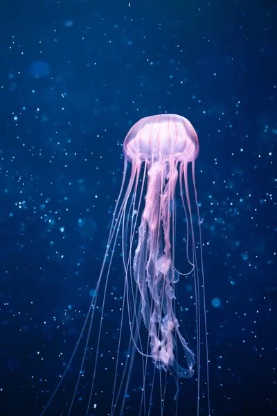 Glowing Jellyfish Underwater Light Particles — Stock Photo, Image