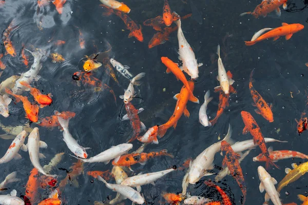 Koi Carp Fish Top View — Stock Photo, Image