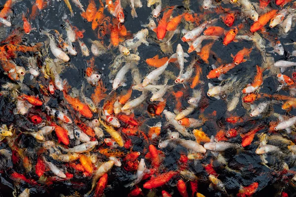 Koi Carp Fish Top View — Stock Photo, Image