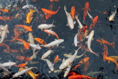 Koi sazan balık, üstten görünüm