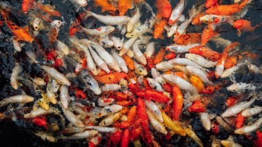 Koi sazan balık, üstten görünüm