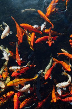 Koi sazan balık güneşli gün, üstten görünüm