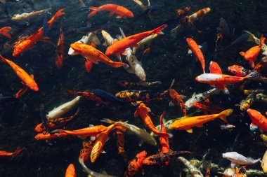 Koi sazan balık güneşli gün, üstten görünüm