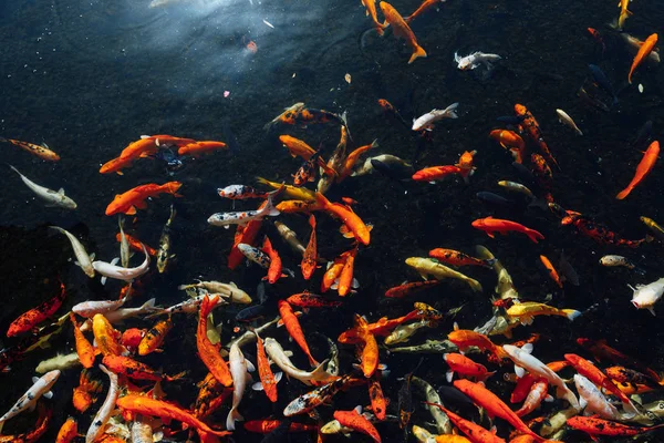 晴れた日に トップ ビューで鯉鯉魚 — ストック写真