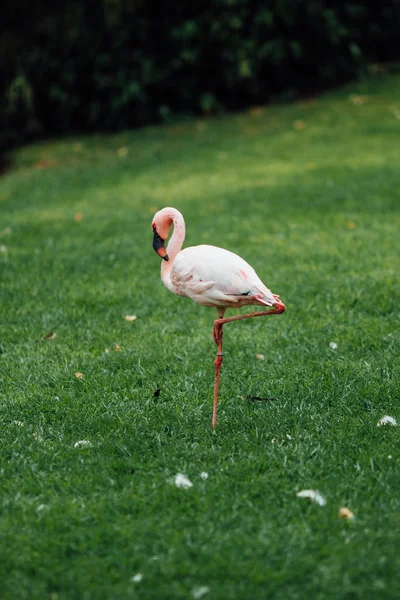 Flamingo Yeşil Çim Zemin Üzerine — Stok fotoğraf