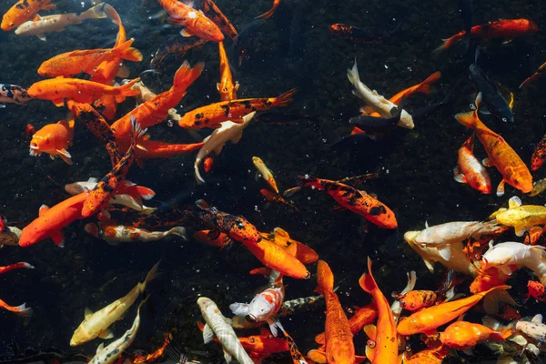 晴れた日に トップ ビューで鯉鯉魚 — ストック写真