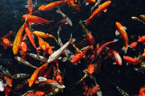 Koi Carp Fish Sunny Day Top View — Stock Photo, Image