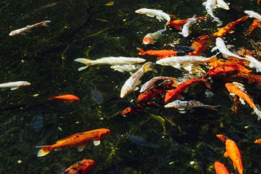 Koi sazan balık güneşli gün, üstten görünüm