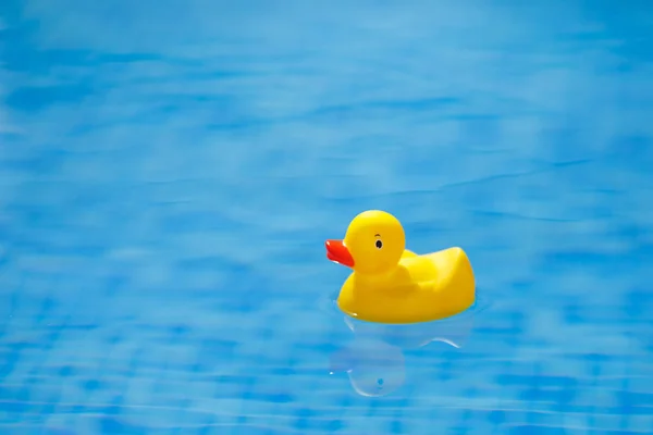 Pato de goma amarillo en la piscina azul — Foto de Stock