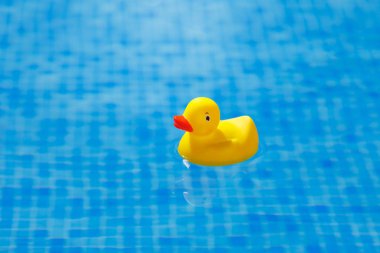 Sarı lastik ördek mavi yüzme havuzunda