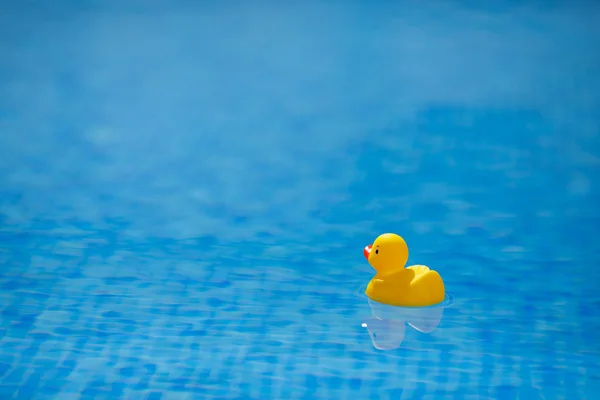 Pato de goma amarillo en la piscina azul —  Fotos de Stock