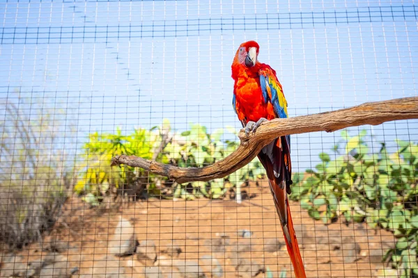 Pappagallo scarlatto rosso (ara macao) su un ramo dello zoo di contatto del parco animale — Foto Stock