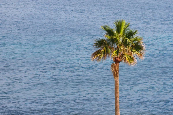 Palm tree on blue ocean background — Stock Photo, Image