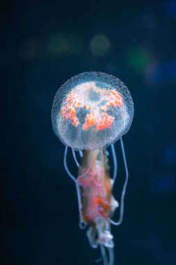 Pelagia noctiluca denizanası suyun altında