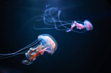Pelagia noctiluca denizanası suyun altında