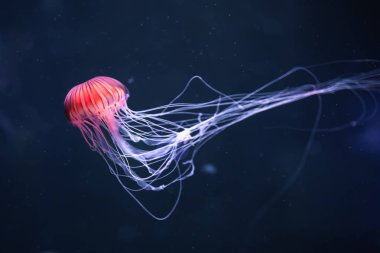 Suyun altında parlayan denizanası chrysaora pacifica