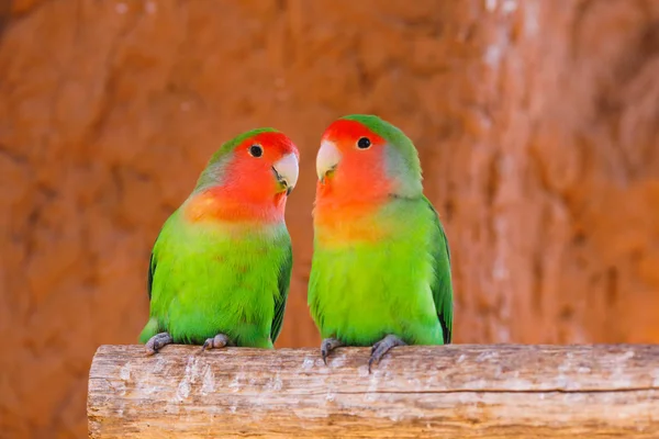 Loros pareja en una rama —  Fotos de Stock