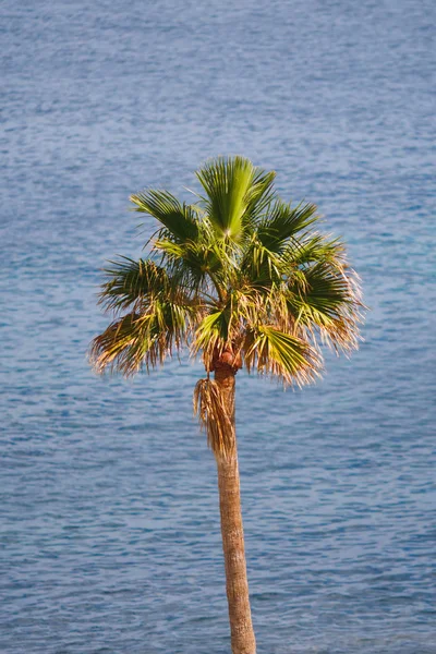 Palme auf blauem Ozean Hintergrund — Stockfoto
