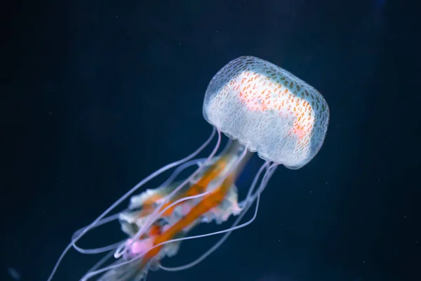 Pelagia noctiluca água-viva subaquática — Fotografia de Stock