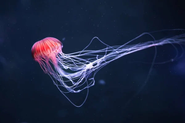 Світлі медузи Хрісаора пацифія під водою — стокове фото