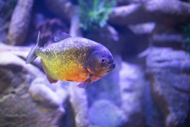 kırmızı karınlı piranha balığı akvaryum aydınlatma ile