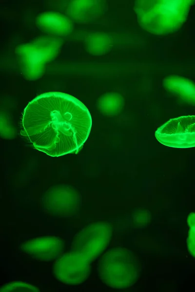 Grün leuchtende Qualle aurelia aurita unter Wasser — Stockfoto