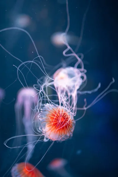 Resumo água-viva chrysaora pacifica subaquática — Fotografia de Stock
