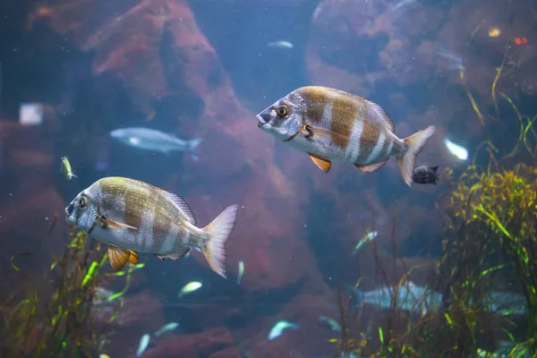 Ryby w akwarium z oświetleniem — Zdjęcie stockowe