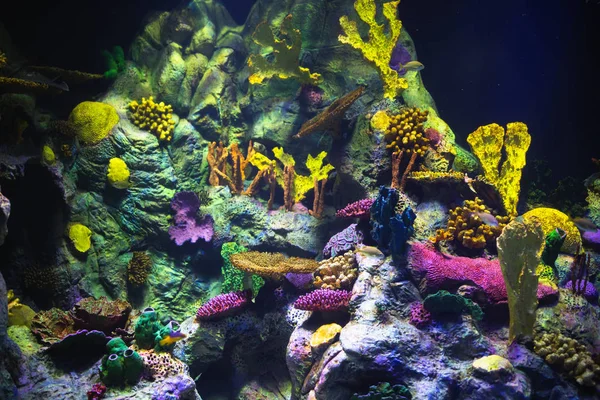 Bunte Aquarium Hintergrund mit Unterwasserpflanzen — Stockfoto