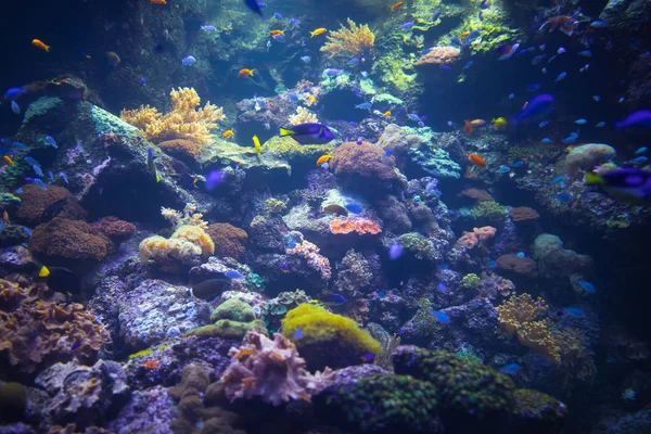 Colorful aquarium background with underwater plants — Stock Photo, Image