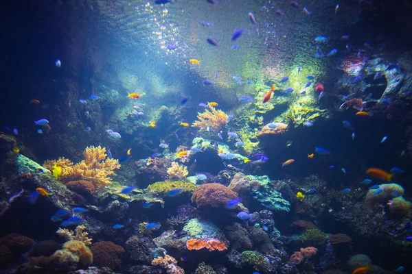 Fondo colorido acuario con plantas submarinas — Foto de Stock