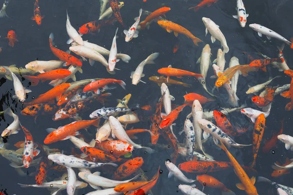 Koi carp fish, top view — Stock Photo, Image