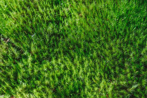 Natural green moss background — Stock Photo, Image