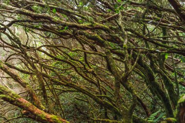 ağaç dalları Anaga kırsal Park, Tenerife
