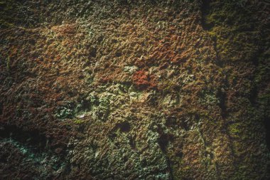 yeşil yosun ile çapraz bölümünde yer