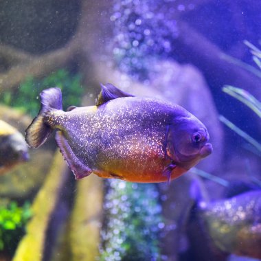 kırmızı karınlı piranha balığı akvaryum aydınlatma ile