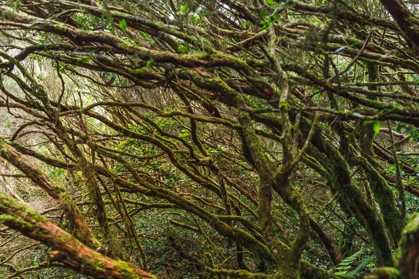 Větve stromu v Anaga venkovských parku, Tenerife — Stock fotografie