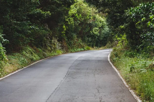 Camino forestal en el parque rural de Anaga, Tenerife — Foto de Stock