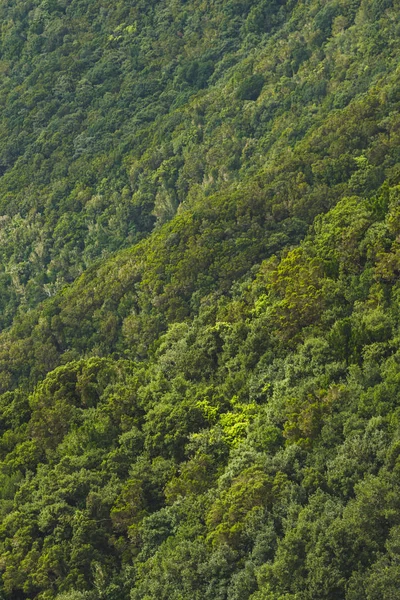 Densa folhagem verde fundo no parque rural de Anaga — Fotografia de Stock